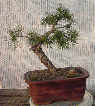 Un primer paso para crear un bonsái