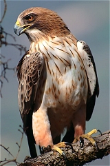Aguila calzada. Autor foto: Jose Luis Pina