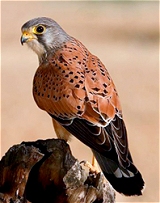 Cernícalo (falco tinnunculus)